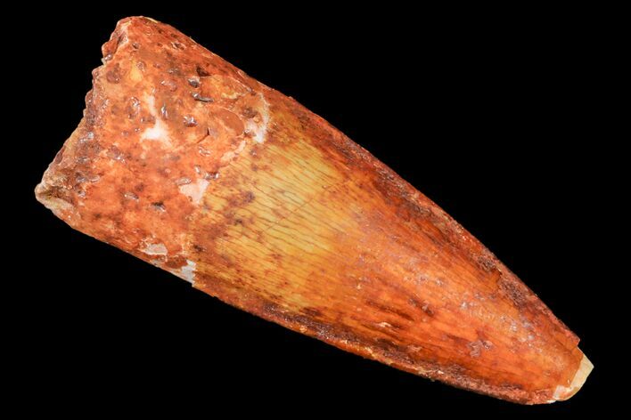 Baby Spinosaurus Tooth - Real Dinosaur Tooth #160644